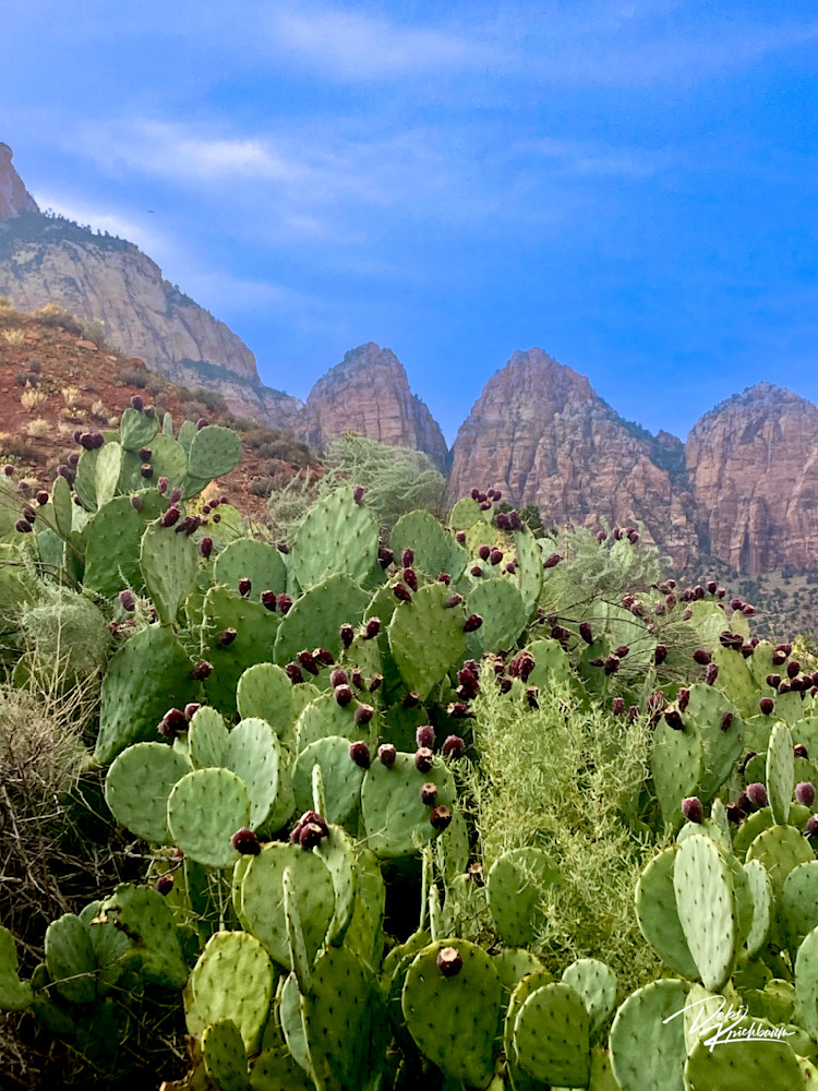 Zion National Prickly Pears Art | Whiskers and Waggers