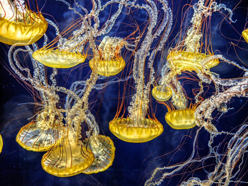 Jelly Fish