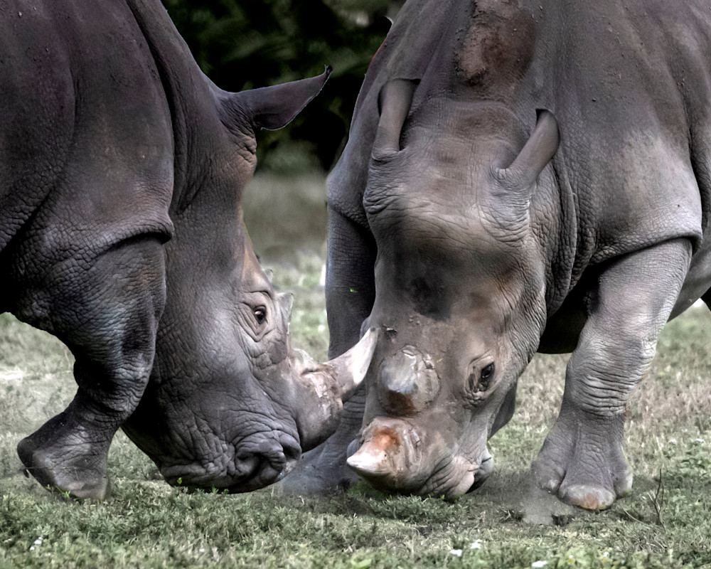 Dueling Rhinos Photography Art | Marc Sherman Photography