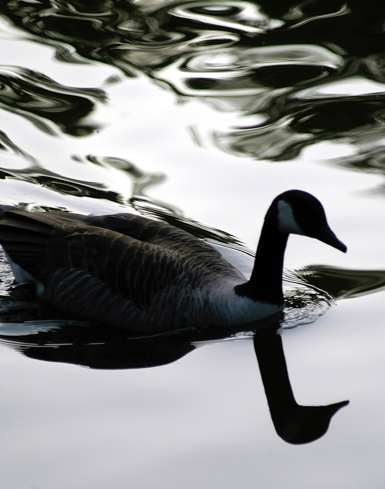 Durham Duck