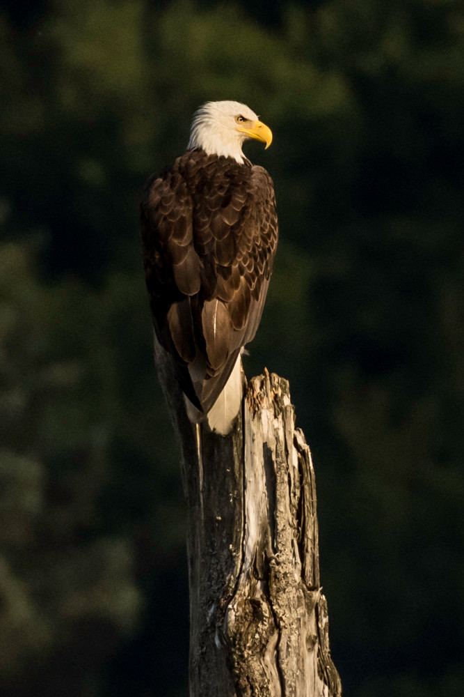 Bald eagle profile