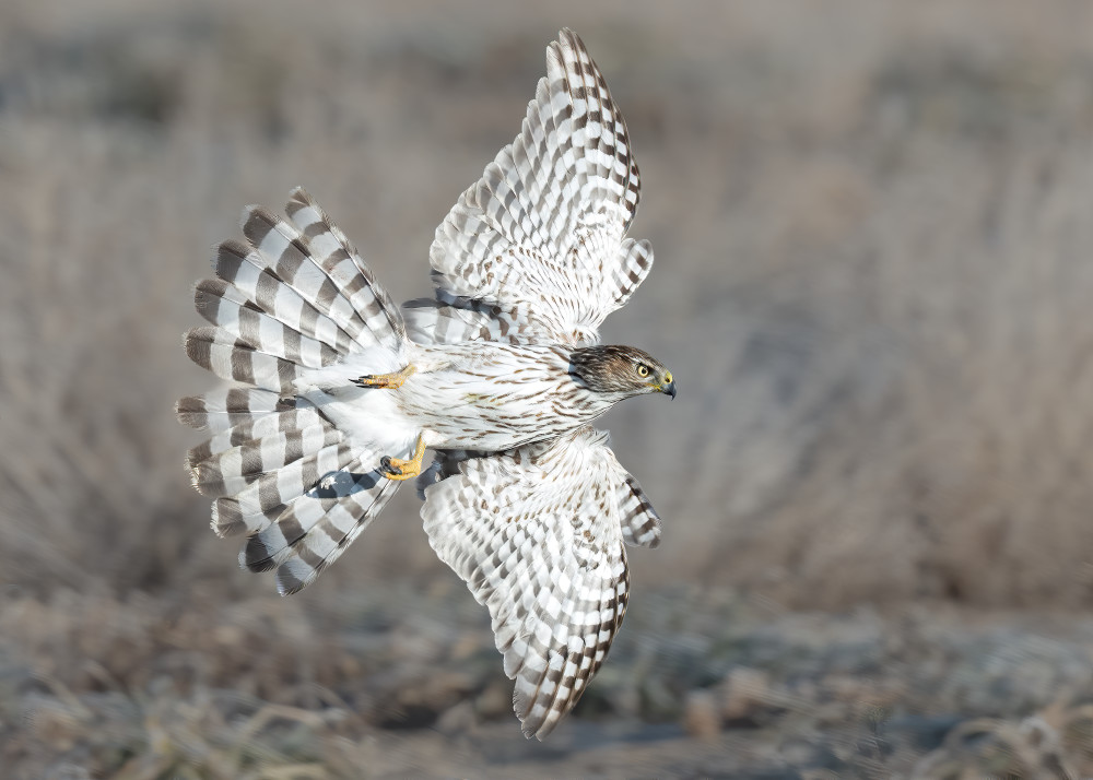 Coopers Hawk On The Hunt Photography Art | Tom Ingram Photography