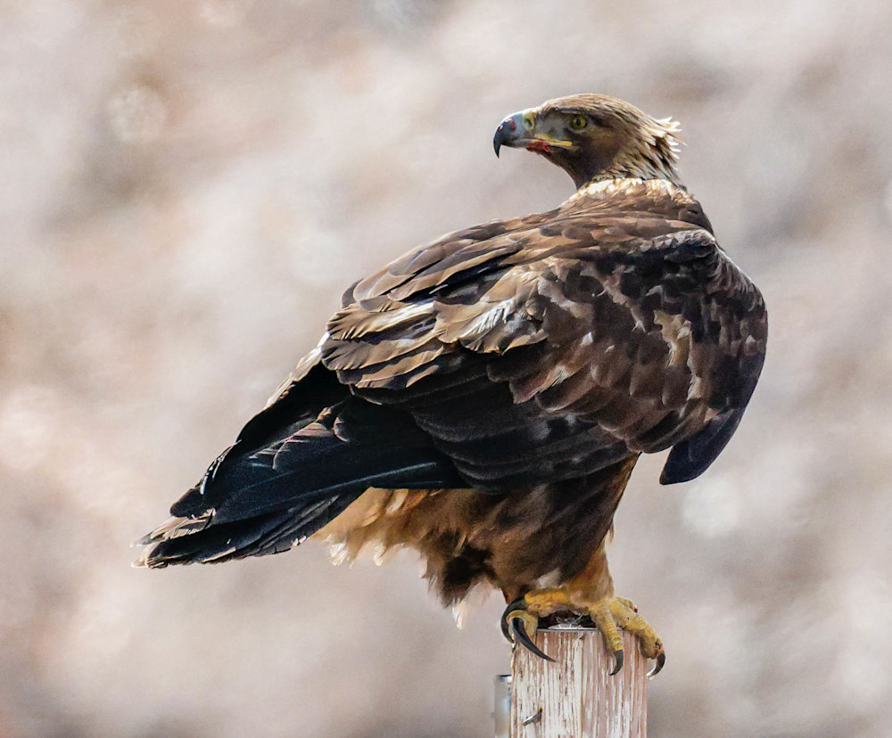 Golden Eagle  Art | Open Range Images