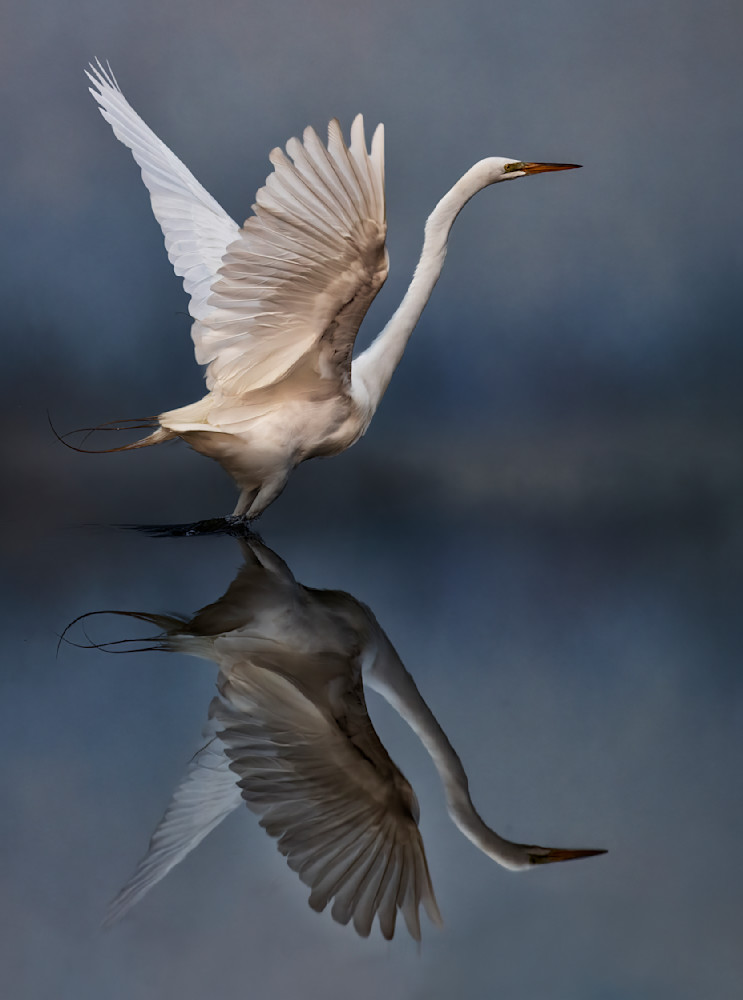 Great Egret Reflection Photography Art | Bob Boyd Salty Images