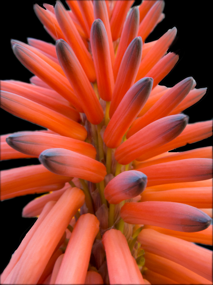 Aloe Bloom Photography Art | Nature is Fine Art
