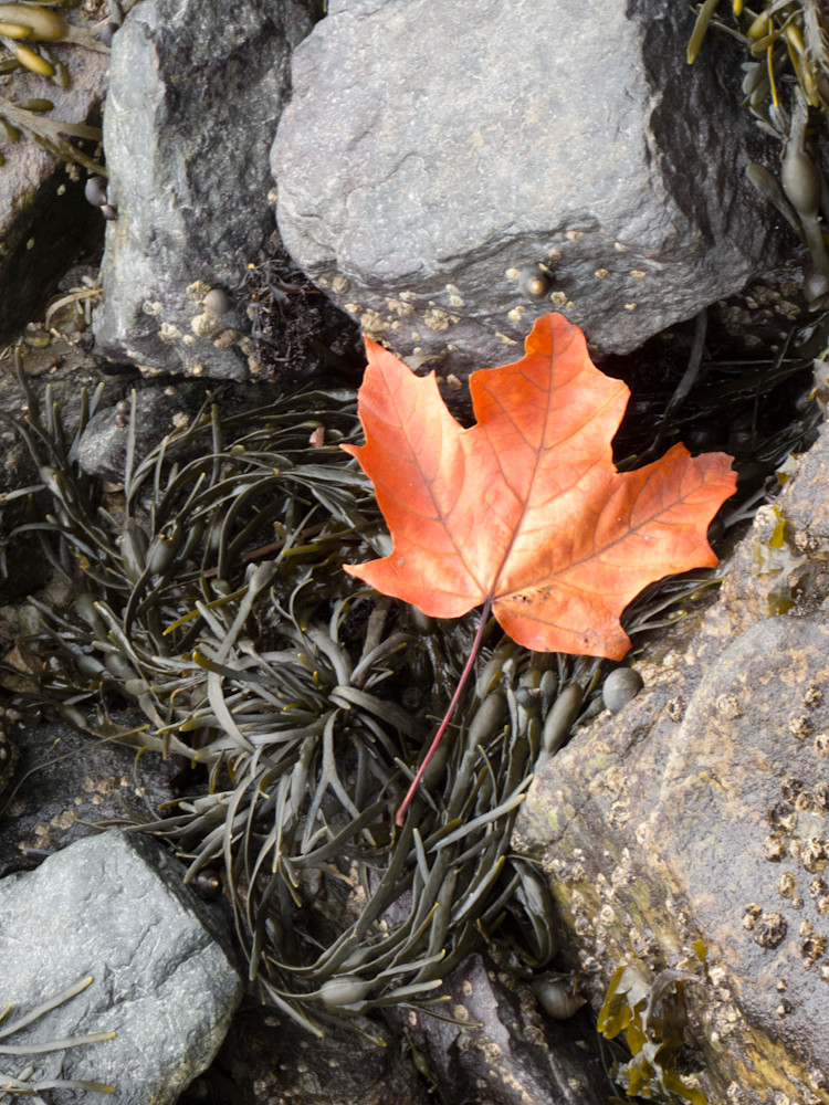 Maple Leaf Photography Art | Nature is Fine Art
