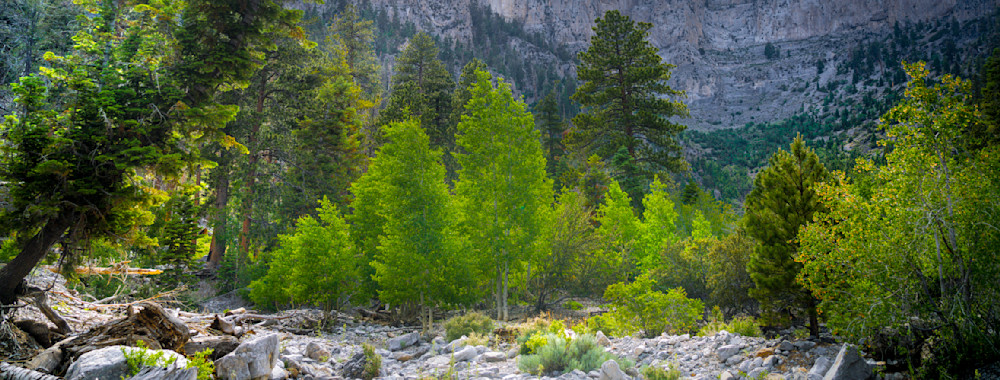 Forest Photography in Nevada 