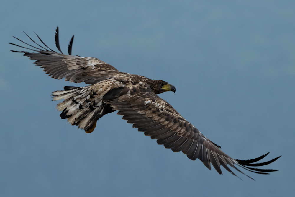 Rhodope Eagle Photography Art | seancrockett