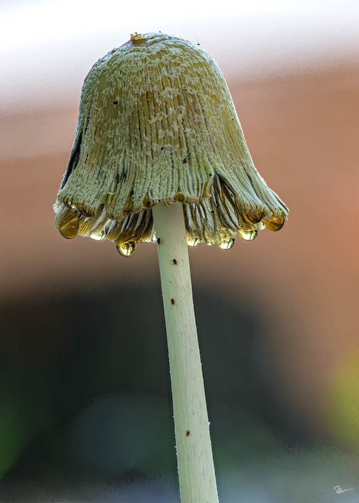 Mushroom 1 Photography Art | Robert Levy Photographics