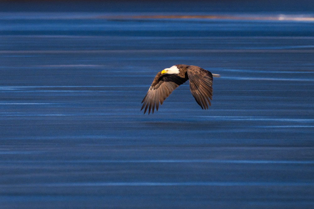 Bald Eagle Over Lake Winnipesaukee Photography Art | Jeremy Noyes Fine Art Photography