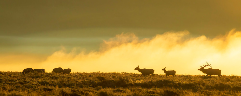 "Morning Vigil" Photography Art | D. Robert Franz Photography