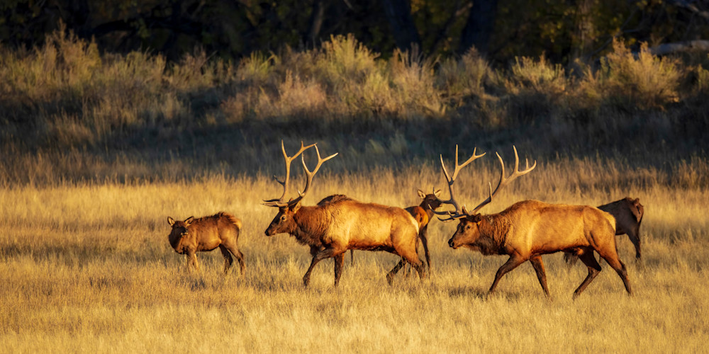 "Dominant Pursuit" Photography Art | D. Robert Franz Photography