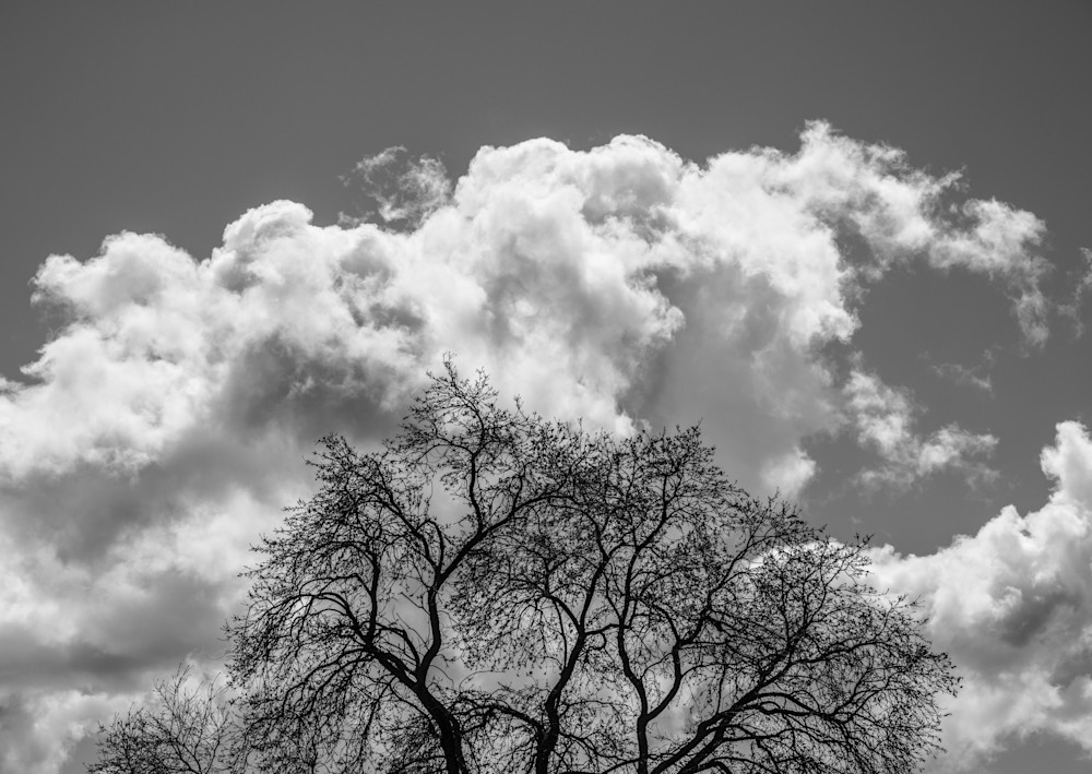 Clouded Tree