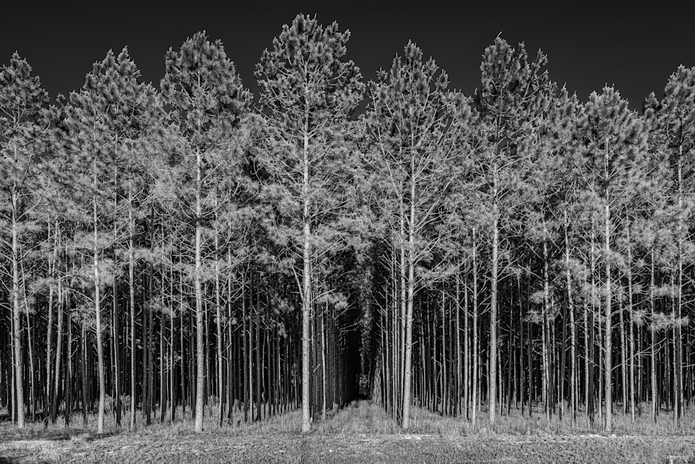 Pine Tree Rows Photography Art | LeatherMark Productions