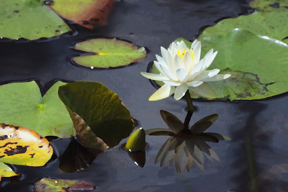 Waterlily Watercolor Photography Art | Playful Gallery by Rob Harrison