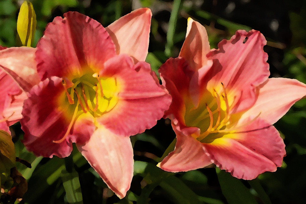 Day Lilies  Photography Art | Playful Gallery by Rob Harrison