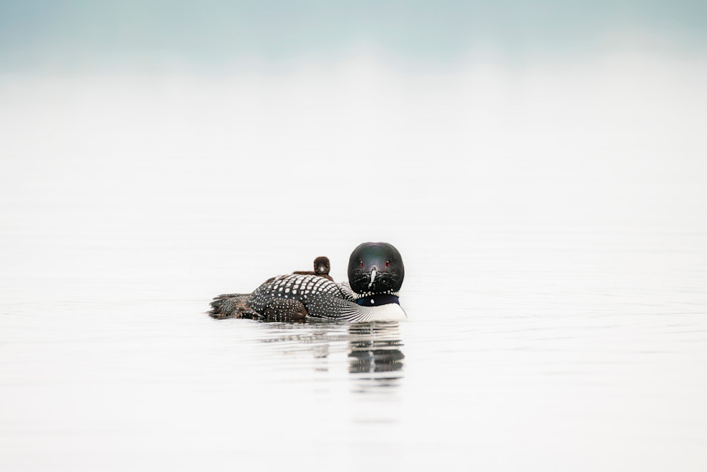 Loon With 2 Day Old Chic 1 Photography Art | Kurt Gardner Photography Gallery
