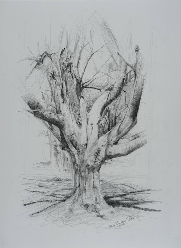 An Old Beech Tree Art | EMT Fine Arts