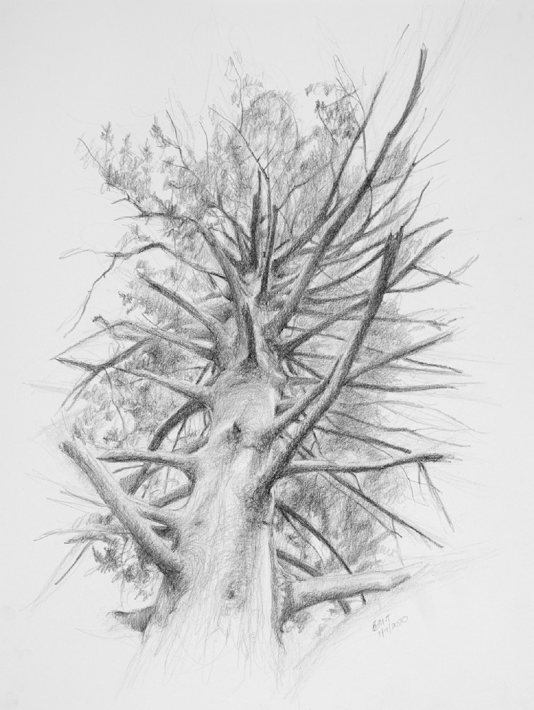 Dense Pine Tree Art | EMT Fine Arts