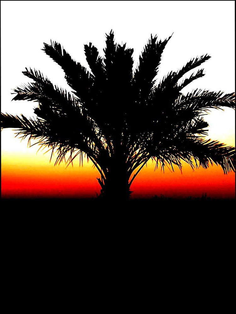 Galveston Palm