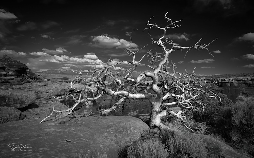 Survivor Photography Art | Kates Nature Photography, Inc.