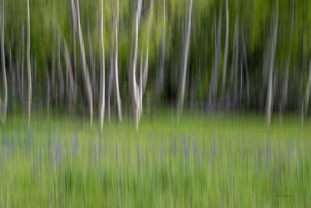 Impressionistic Spring Lupine And Aspen I Photography Art | Niobe Burden Fine Art Photography