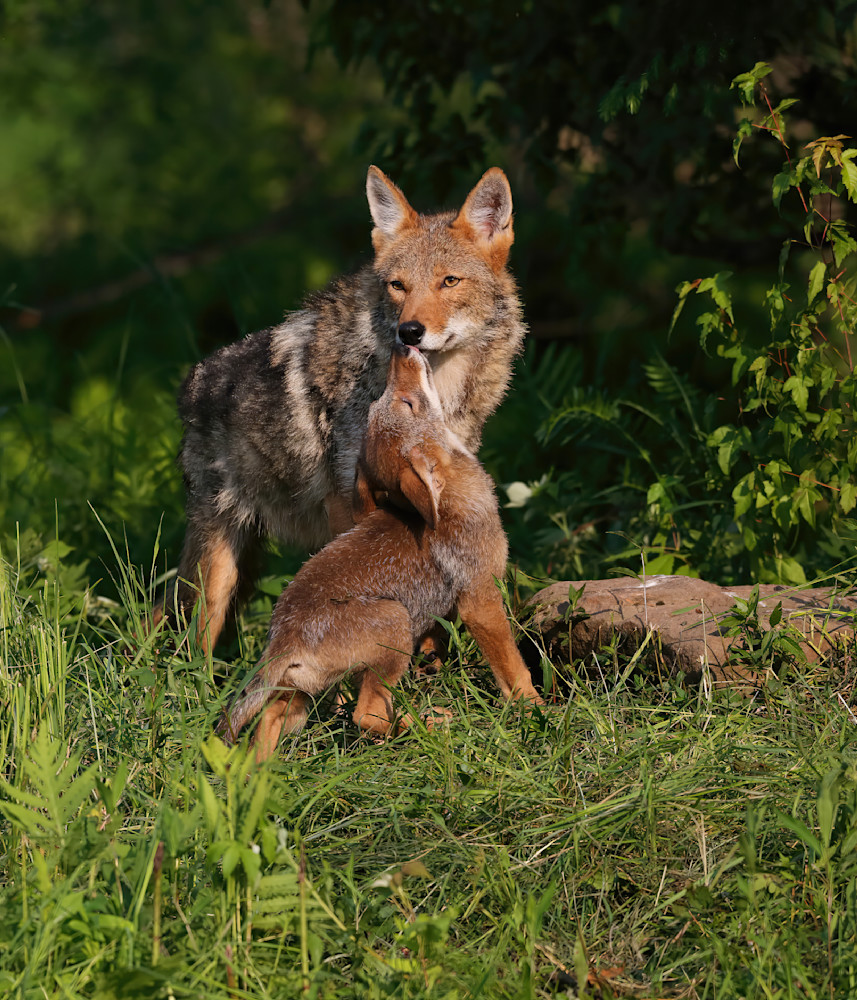 Coyote Cub Kissing Mom Springtime 4417 Photography Art | Christina Rudman Photography