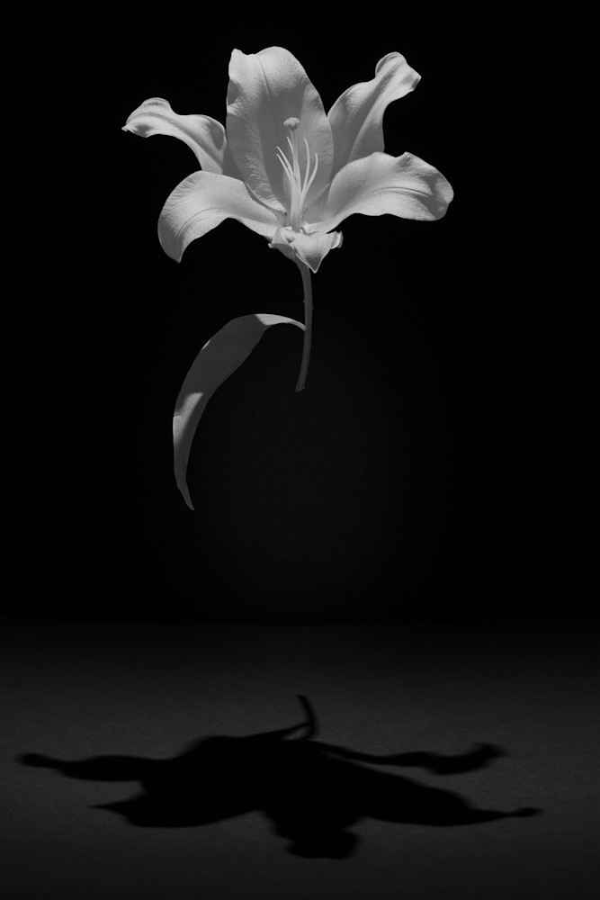 A low key photograph of a lily floating in the air