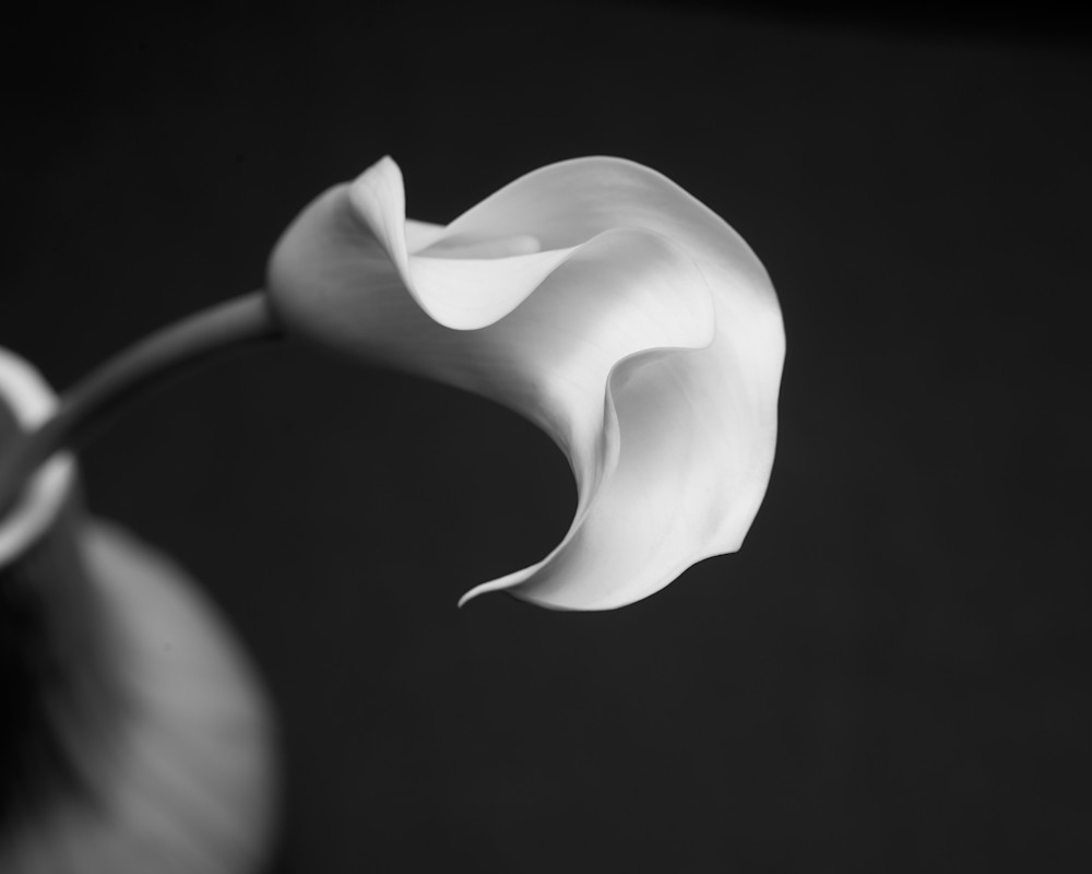 An infrared photograph of a lily