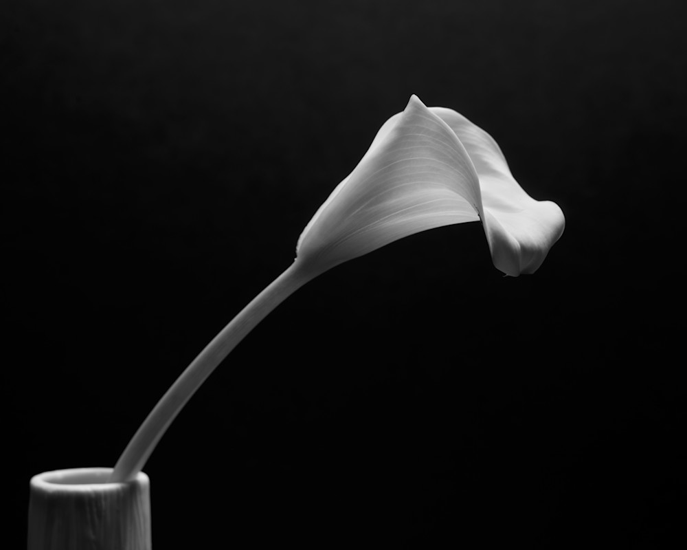 A black and white infrared lily with its lip facing downwards