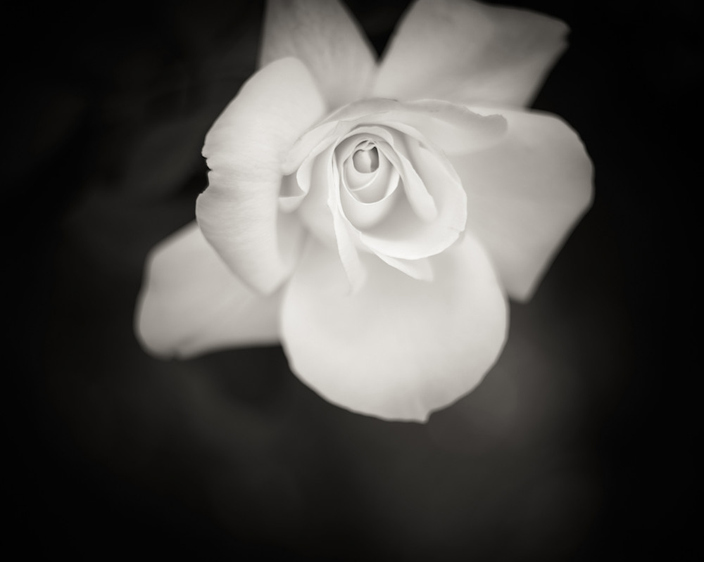 A close-up black and white picture of a rose