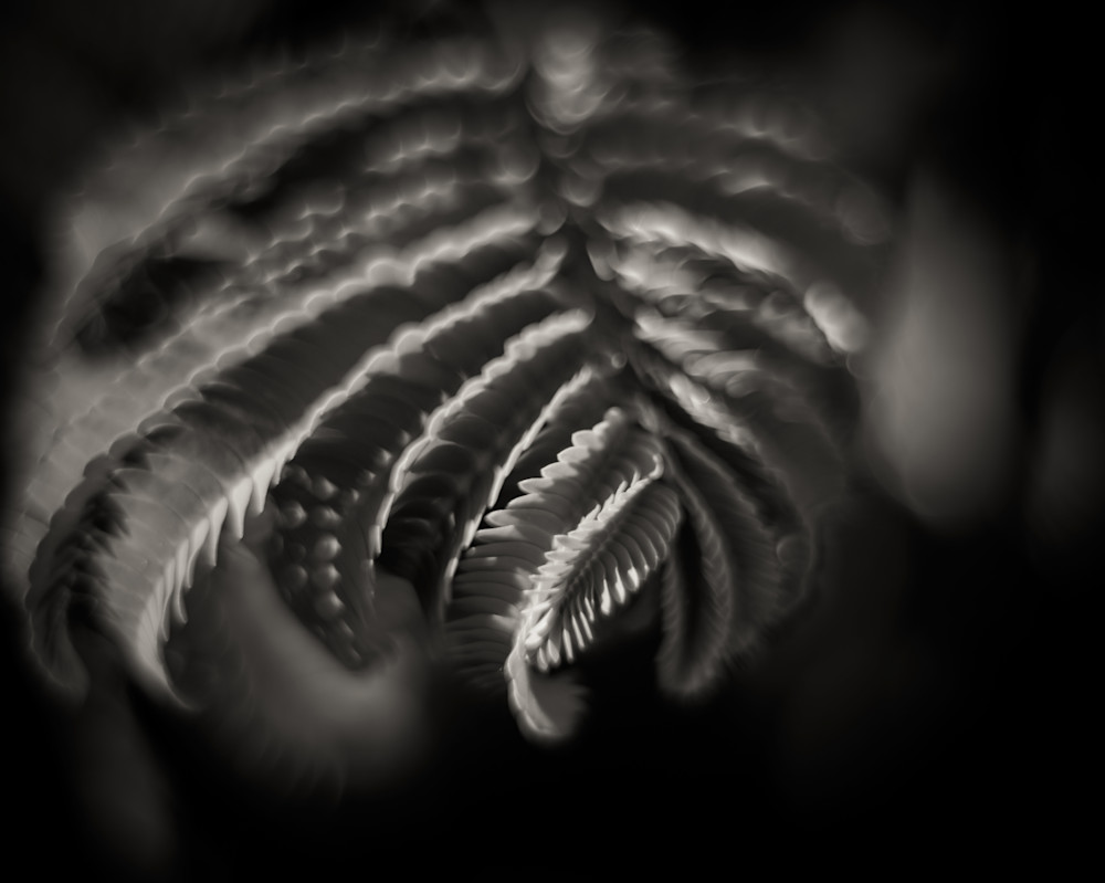 A black and white photograph of a fern leaf