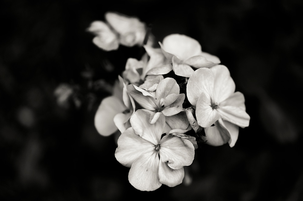A black and white photograph of a group of flowers