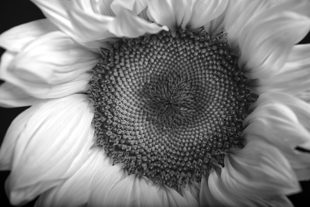 A black and white infrared photograph of the center of a sunflower