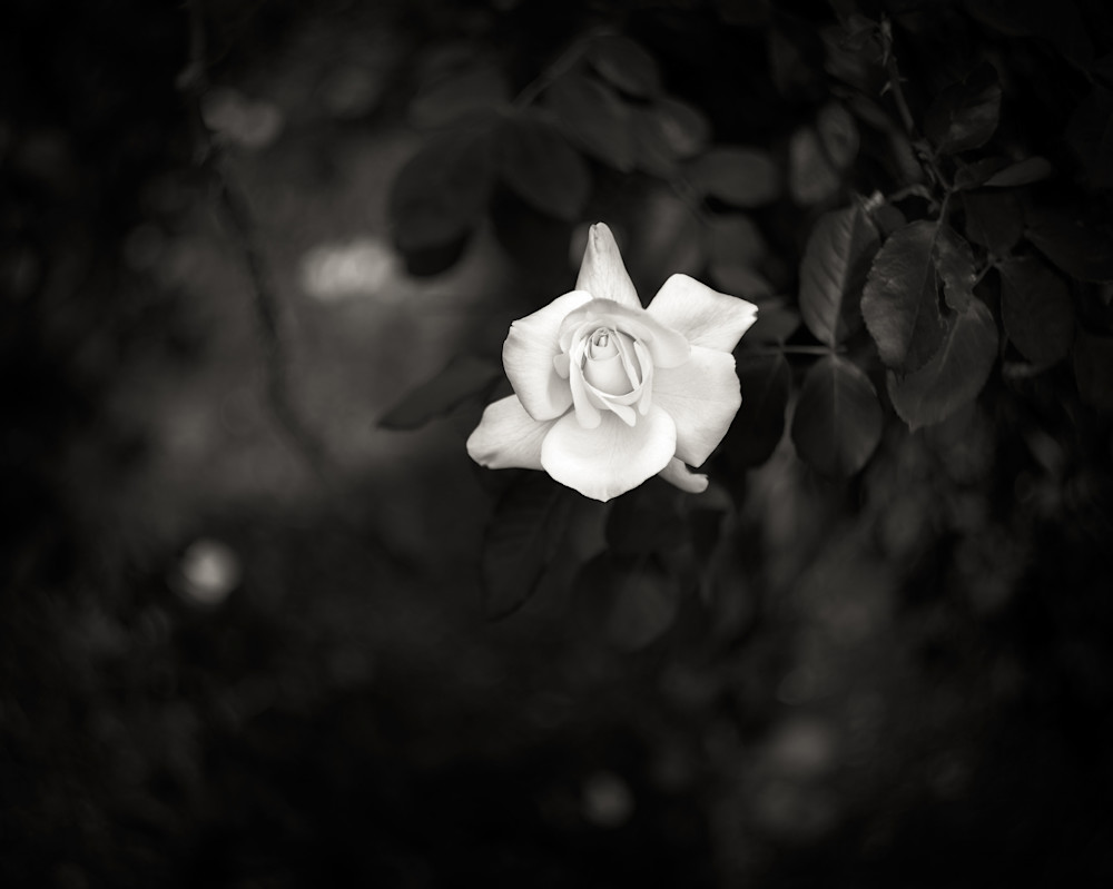 A black and white photograph of a single rose amongst a rose bush