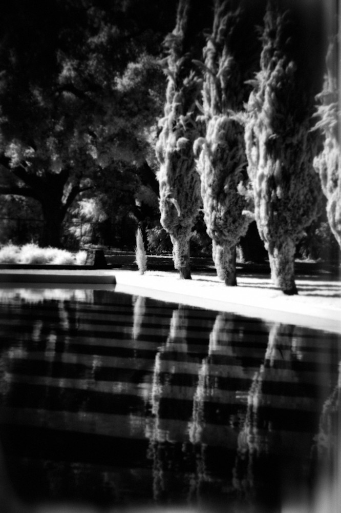 A dreamy black and white photograph of a group of trees