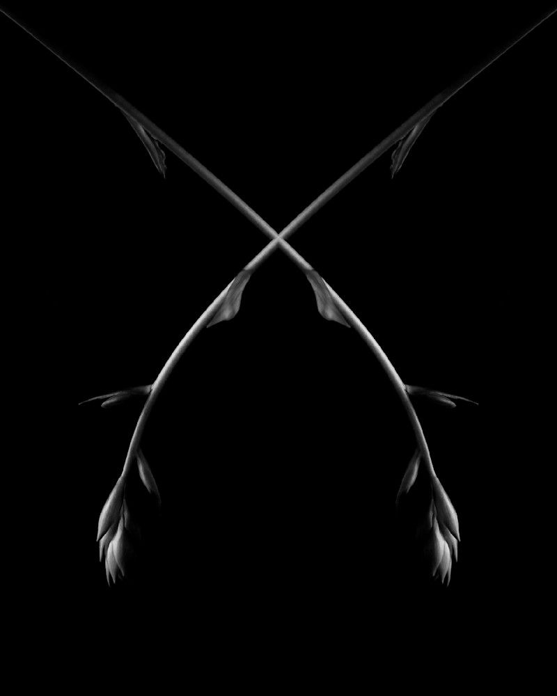 Starting To Bud Photography Art | Kevin Morris Photography USA