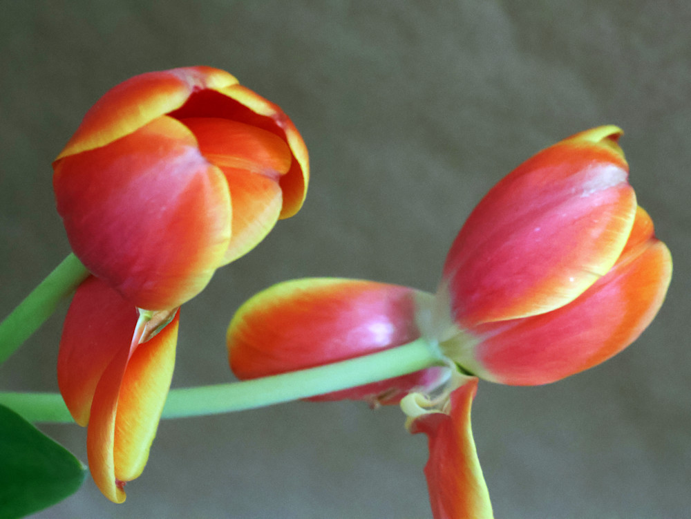 3 Tulips Art | Donna Starnes Creative