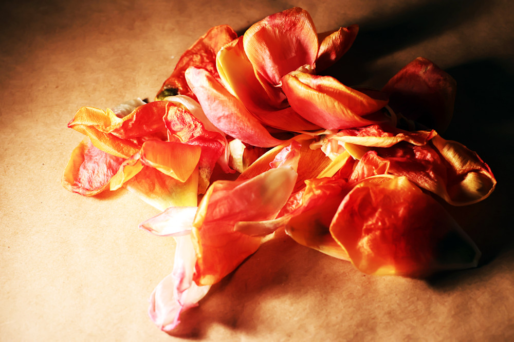 Petals Fall Art | Donna Starnes Creative