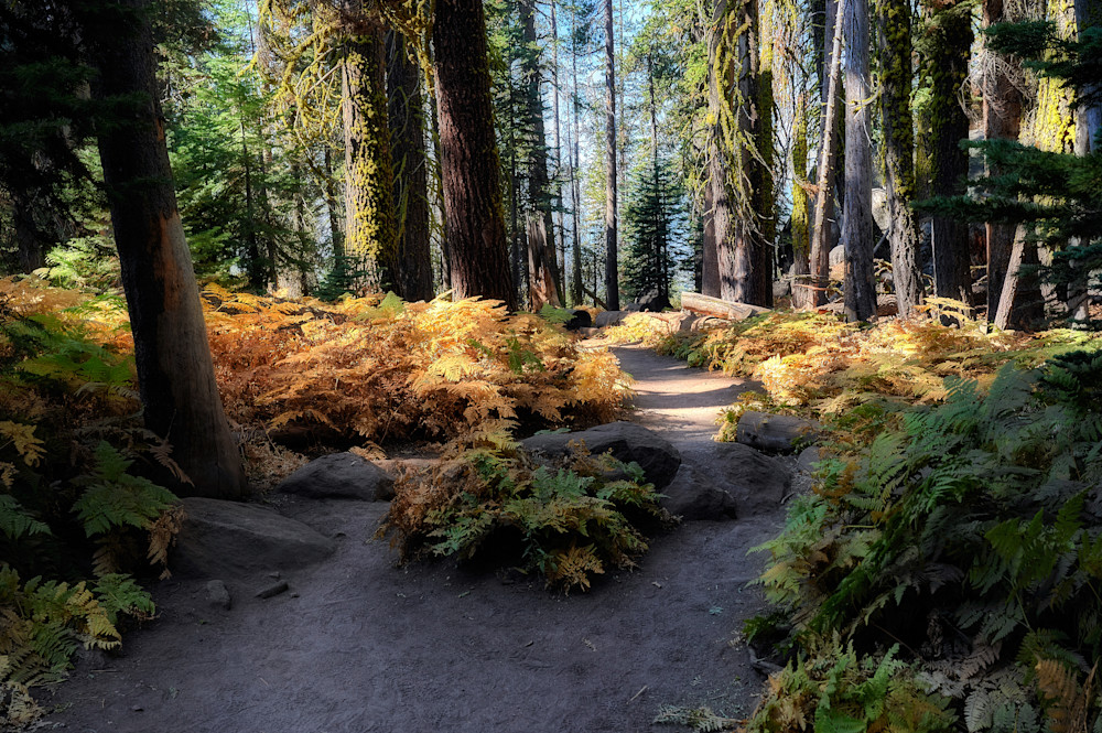 Ferns Along The Way To Taft Point Photography Art | Anand's Photography