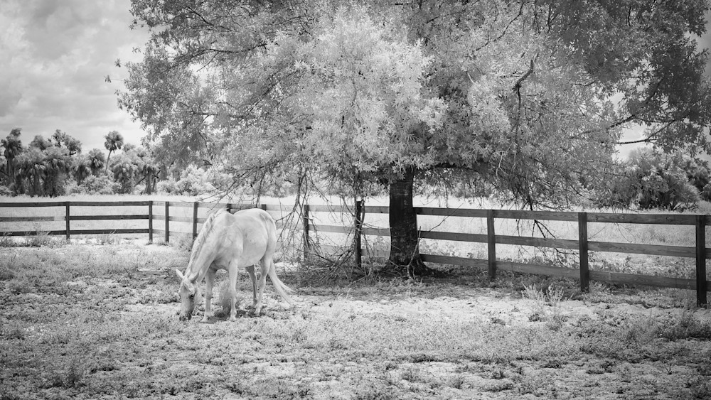 A infrared photo of a white horse in the meadow.