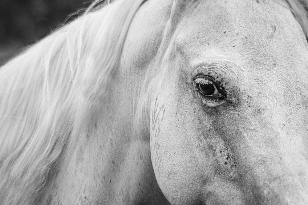 Close portrait of a white horse