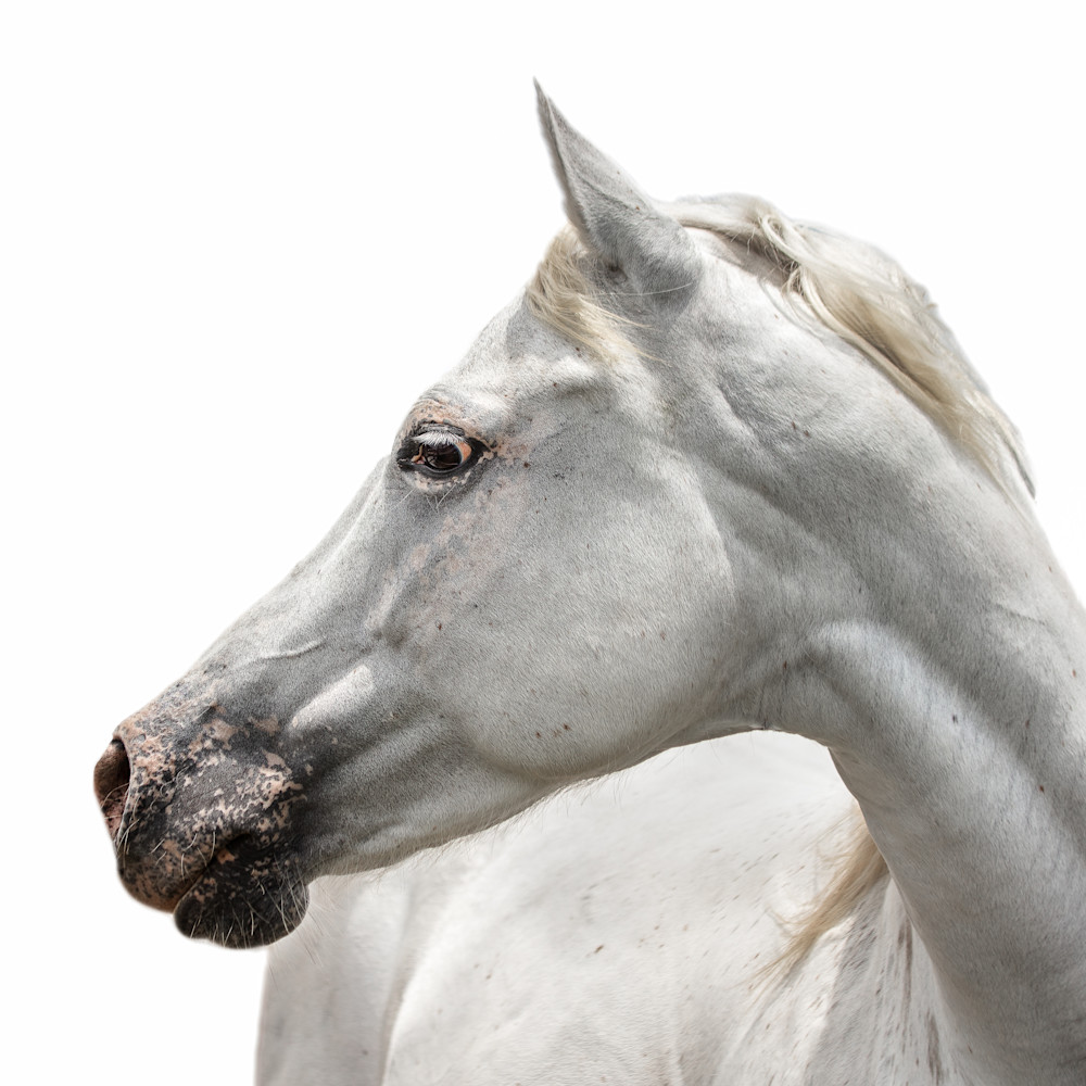 Portrait of a white horse on a white background.
