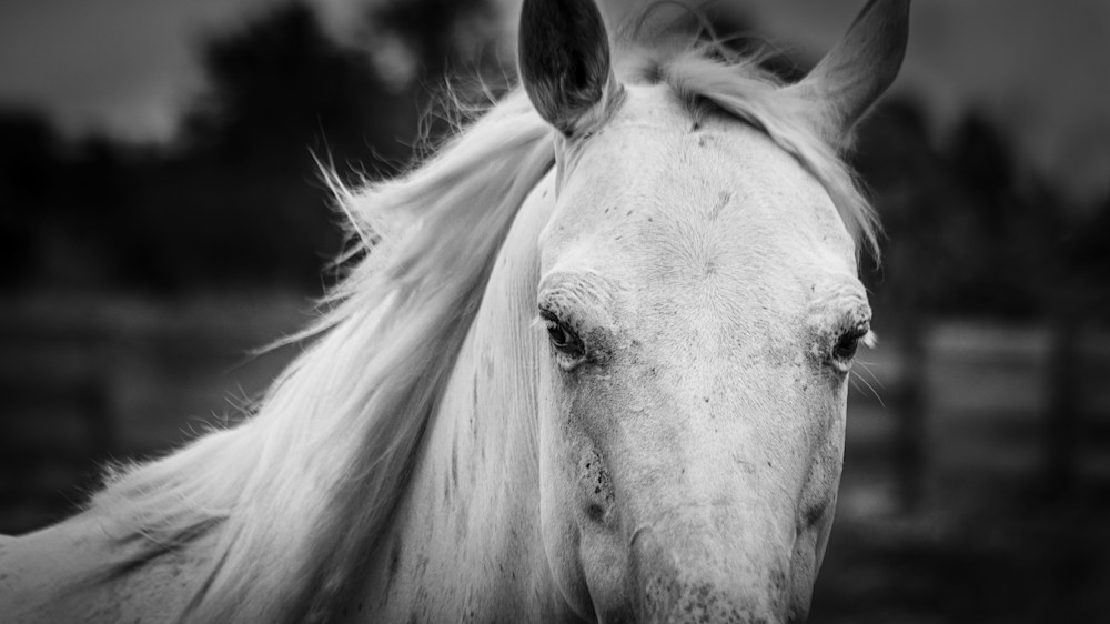 Close portrait of a white horse
