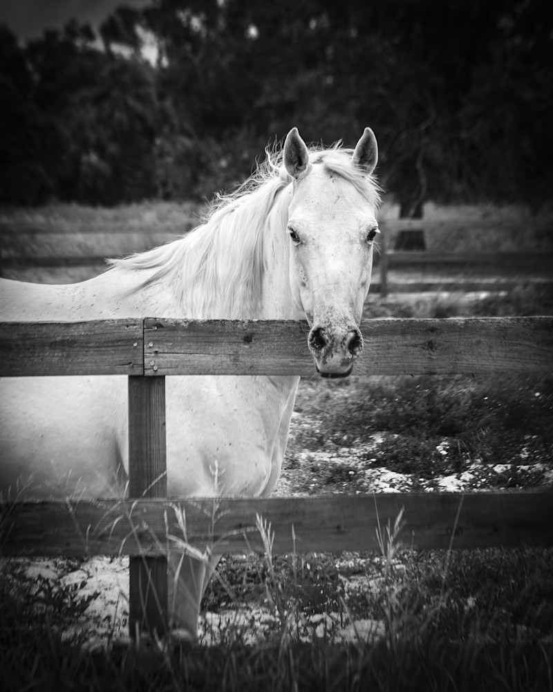 Vertical photo of a white horse standing near a fence