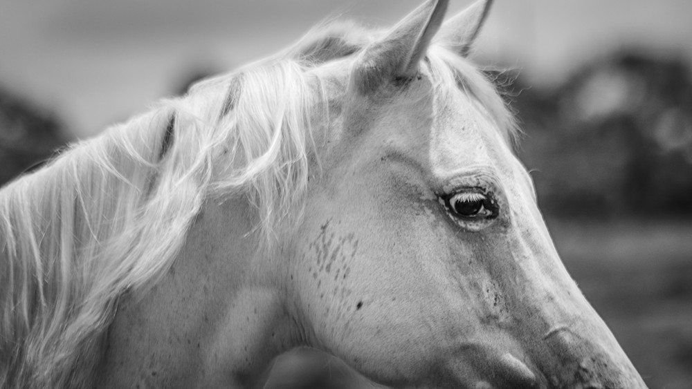 Side portrait of a white horse up close.