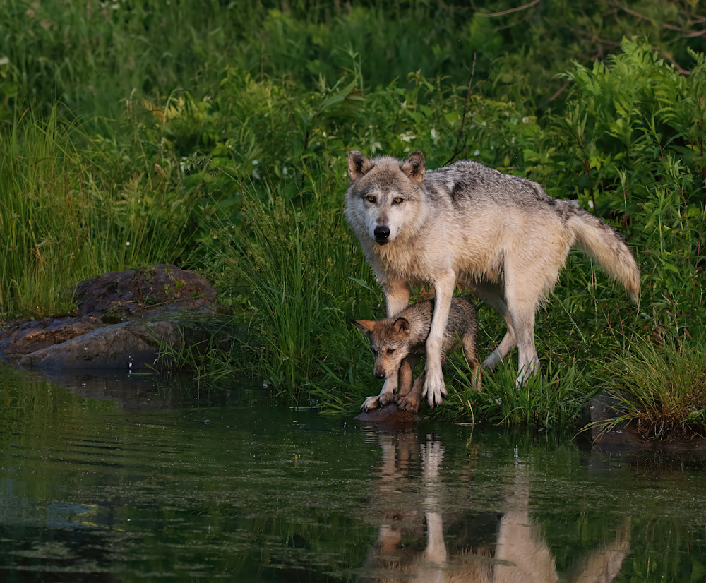 Wolf Mom With Pup Between Her Front Legs Springtime Waters Edge 5763 Photography Art | Christina Rudman Photography