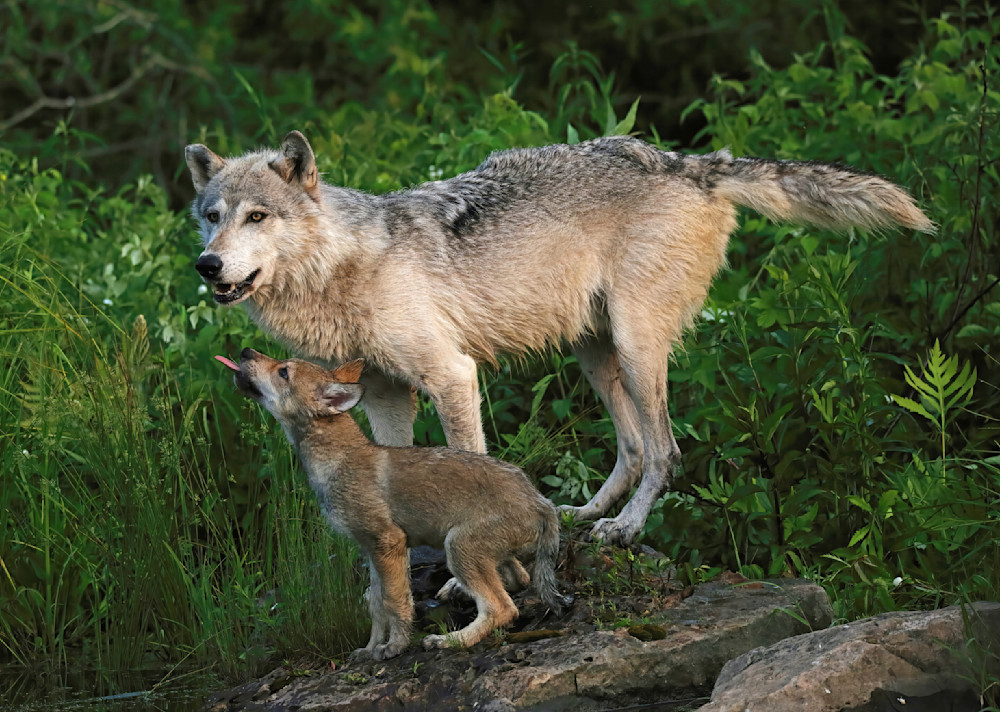 Wolf Pup And Mom Trying To Lick Mom Springtime 5411 Photography Art | Christina Rudman Photography