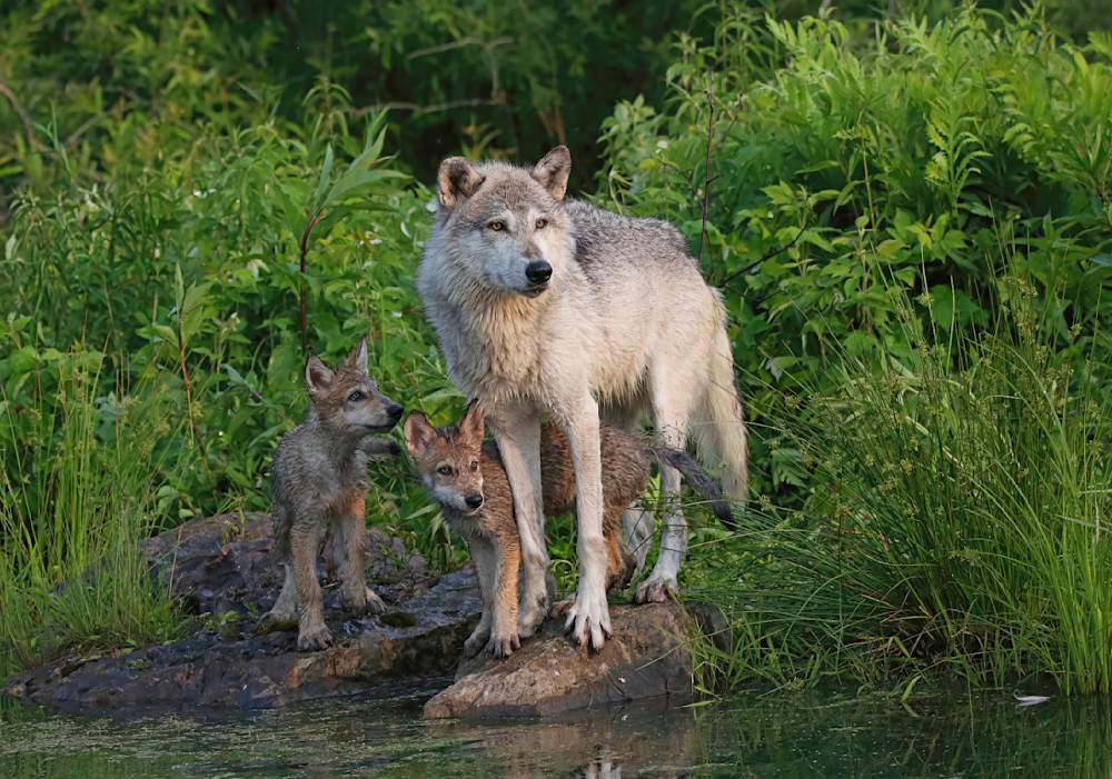 Wolf Mom And Two Pups Waters Edge Springtime 5659 Photography Art | Christina Rudman Photography