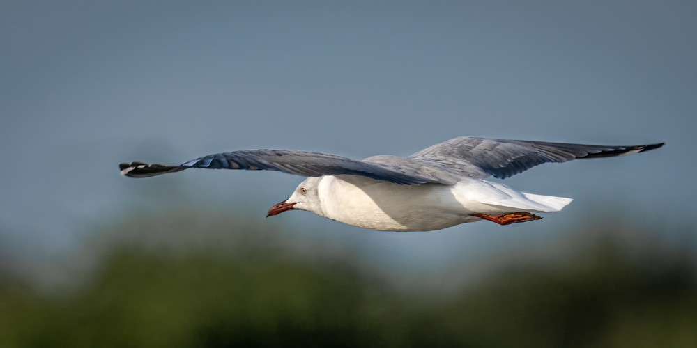 Grey Headed Gull In Flight Photography Art | LeatherMark Productions